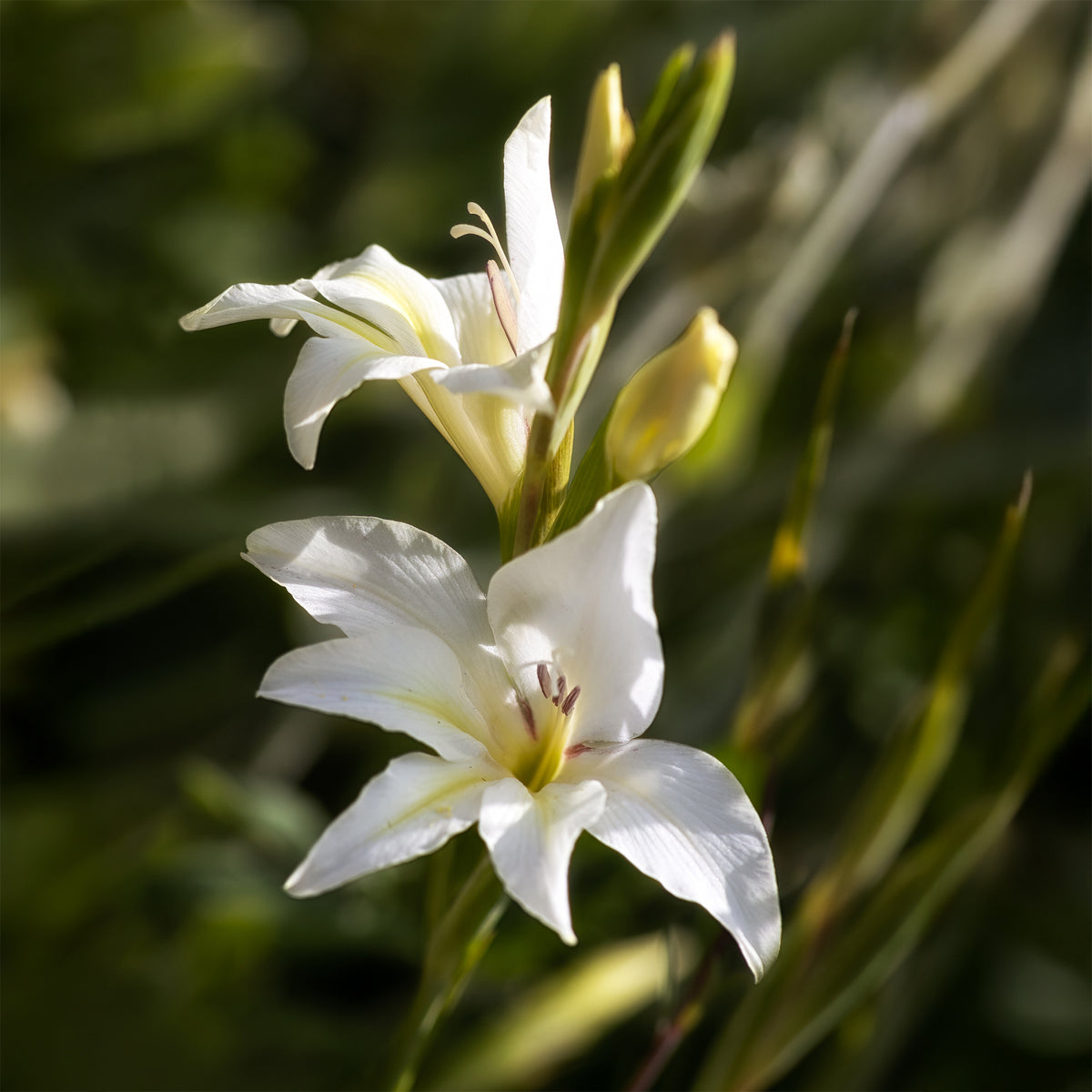 Zwerg-Gladiole The Bride (x20) - Willemse