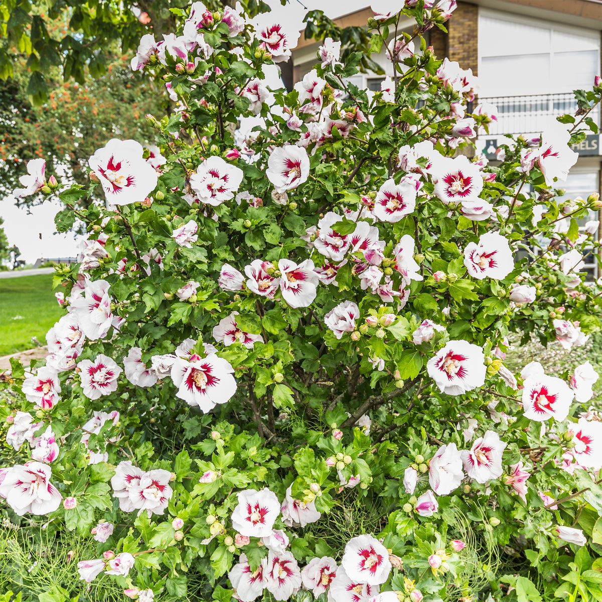 Japanischer Hibiskus ‘Hamabo’ - Willemse