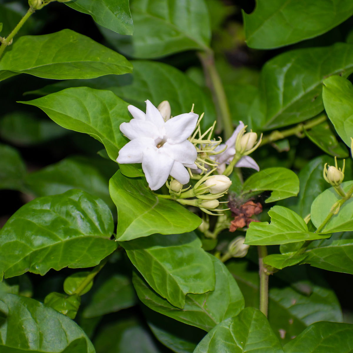 Arabischer Jasmin - Willemse