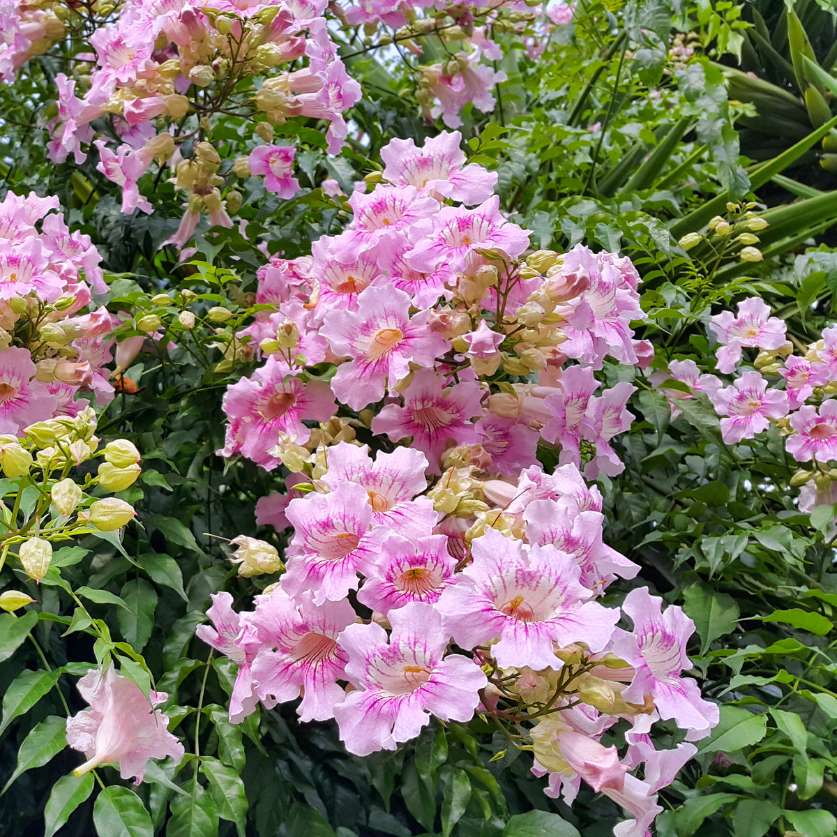 Rosa Klettertrompete ‘Comtesse Sarah’ - Willemse