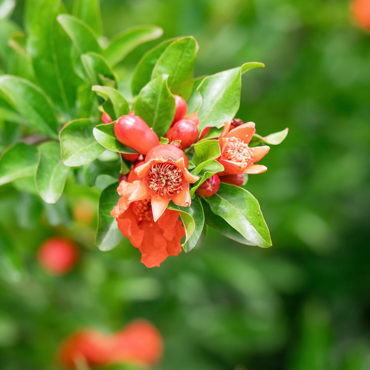 Granatapfelbaum - Punica granatum - Willemse