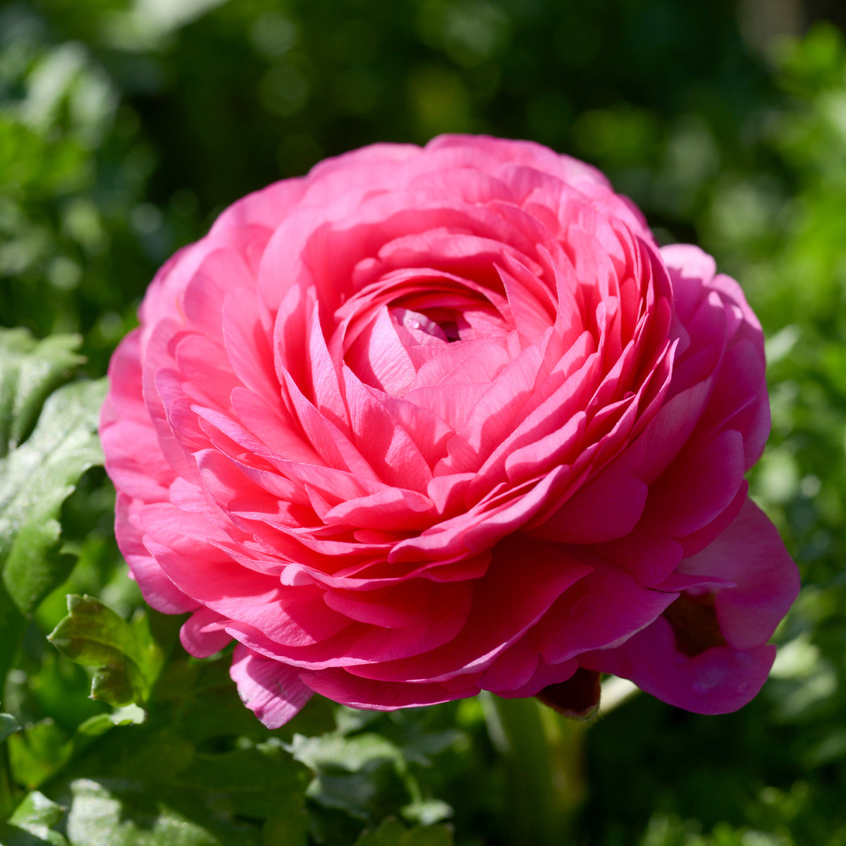 Ranunkel rosa (x10) - Ranunculus asiaticus Pink - Willemse