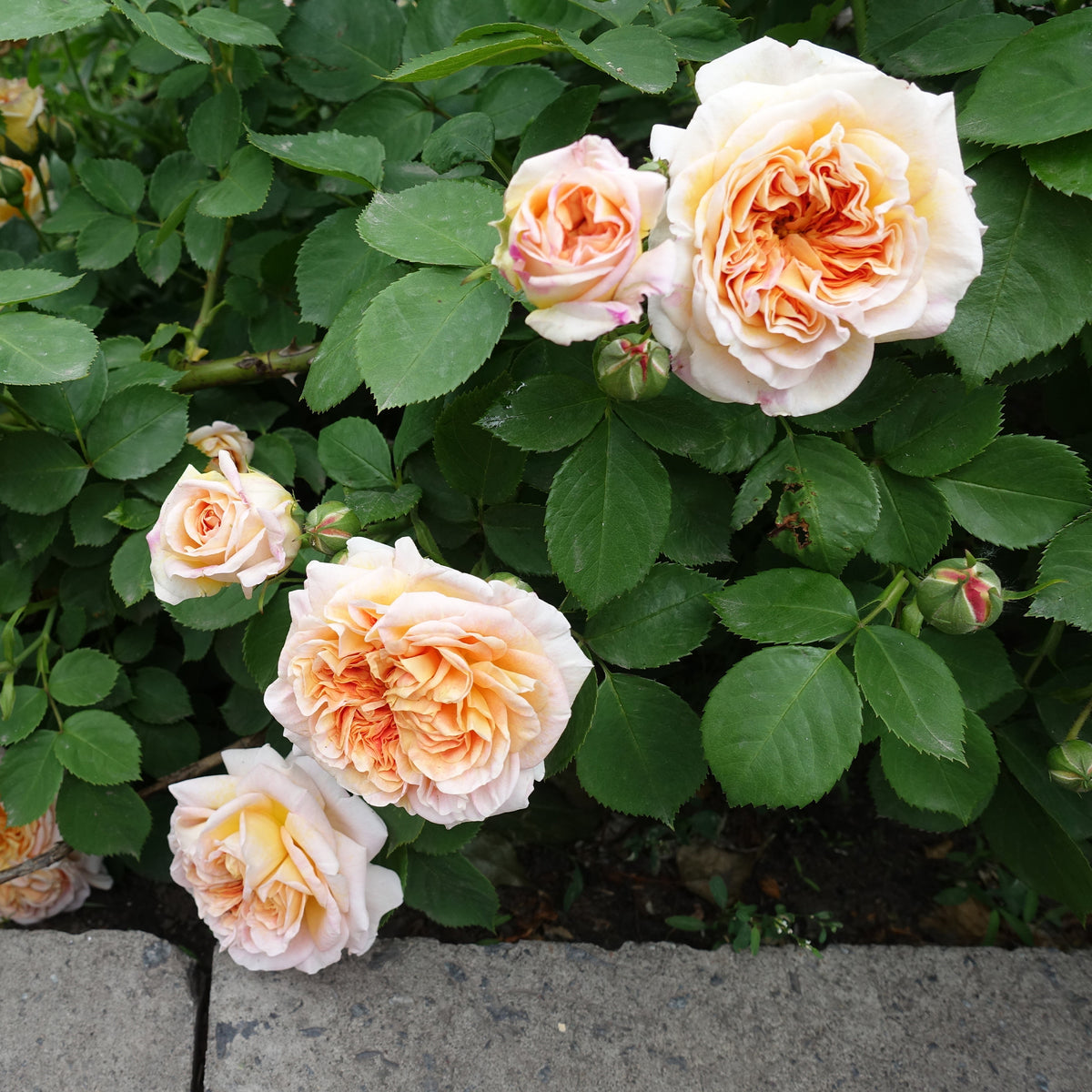 Englische Kletterrose ‘Bathsheba’® - Rosa Bathsheba® Auschimbley - Willemse