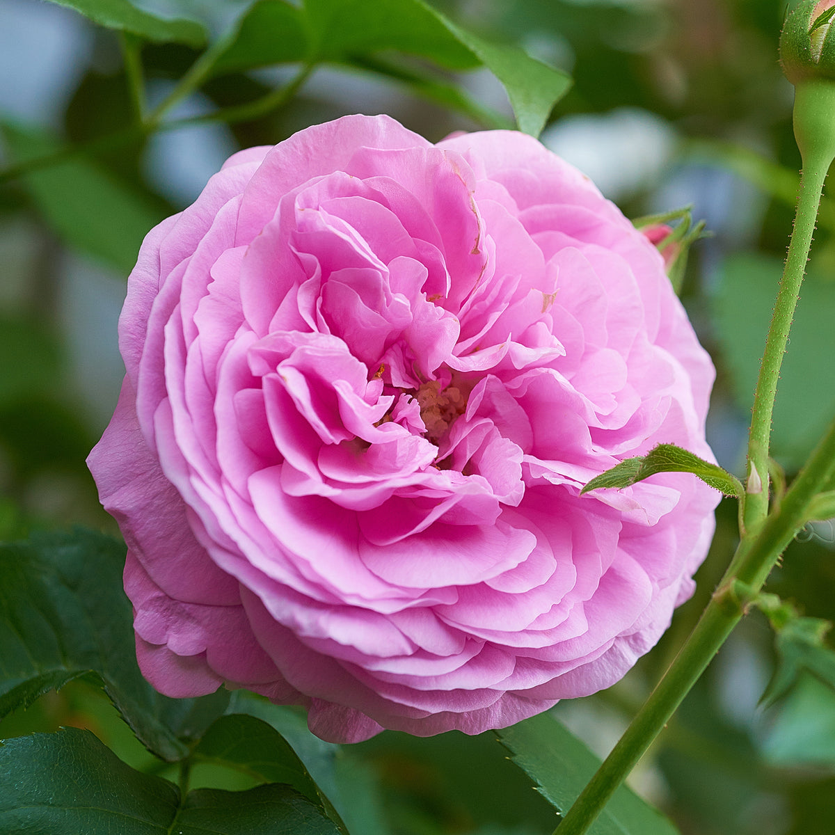 Historische Rose ‘Louise Odier’ - Willemse
