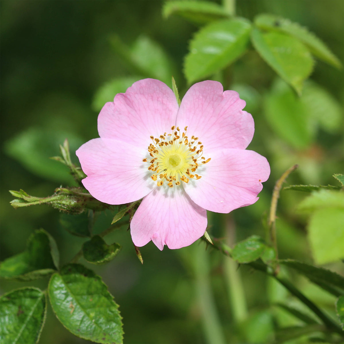 Duftende Wildrose - Willemse