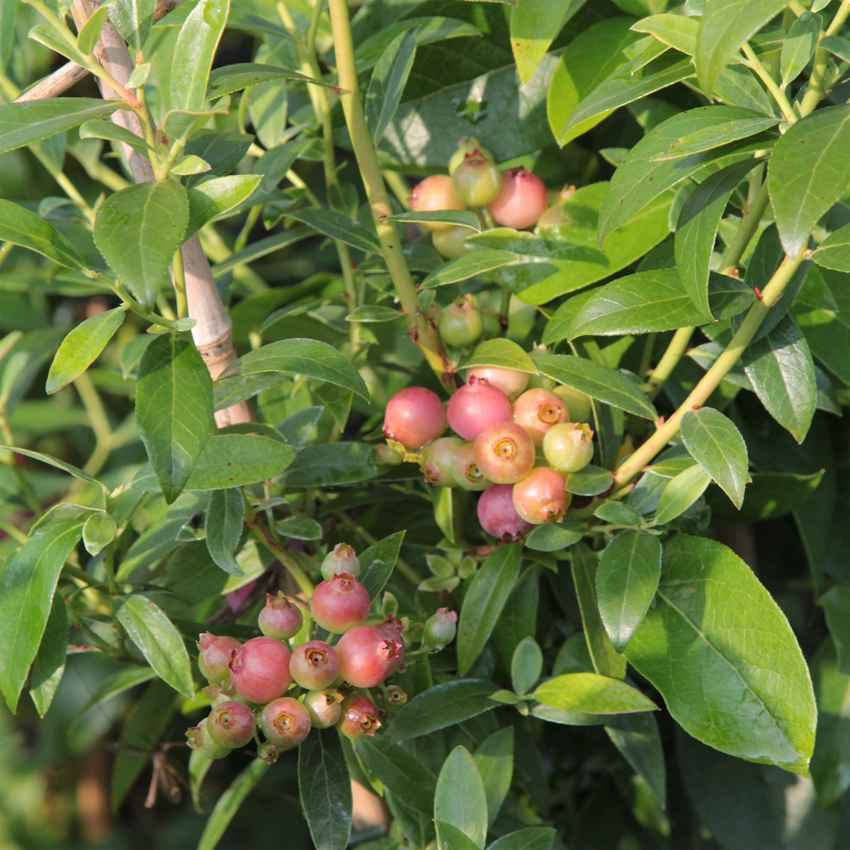 Heidelbeere ‘Pink Lemonade’ - Willemse