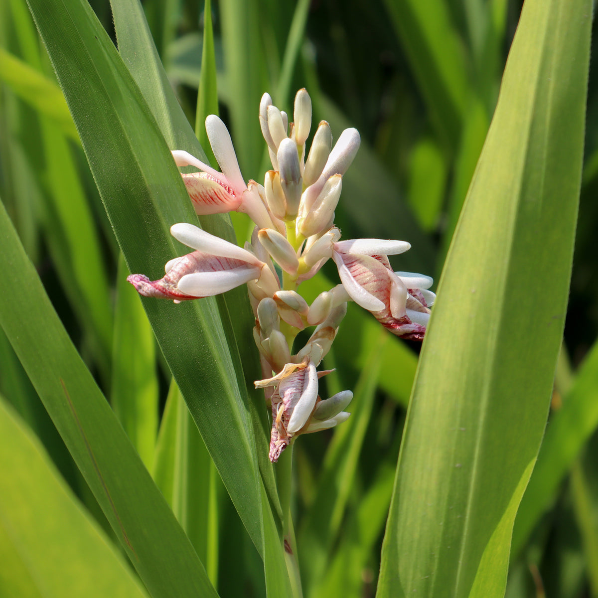 Galgant (Thai-Ingwer)