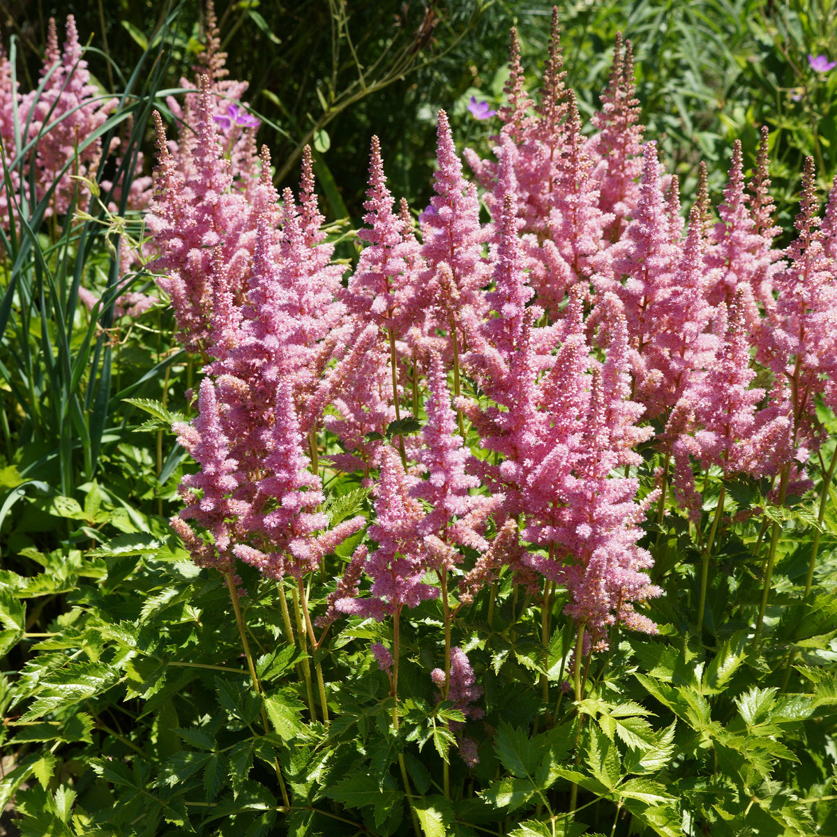 Astilbe Little Vision in Pink ® - Prachtspiere ‘Little Vision in Pink’® - Astilbe - Prachtspiere