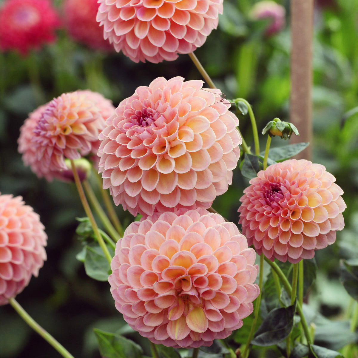 Pompon-Dahlie ‘Jowey Winnie’ - Dahlia Jowey Winnie - Willemse