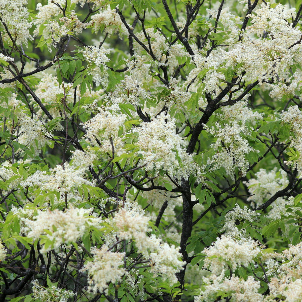 Manna-Esche - Fraxinus ornus - Willemse