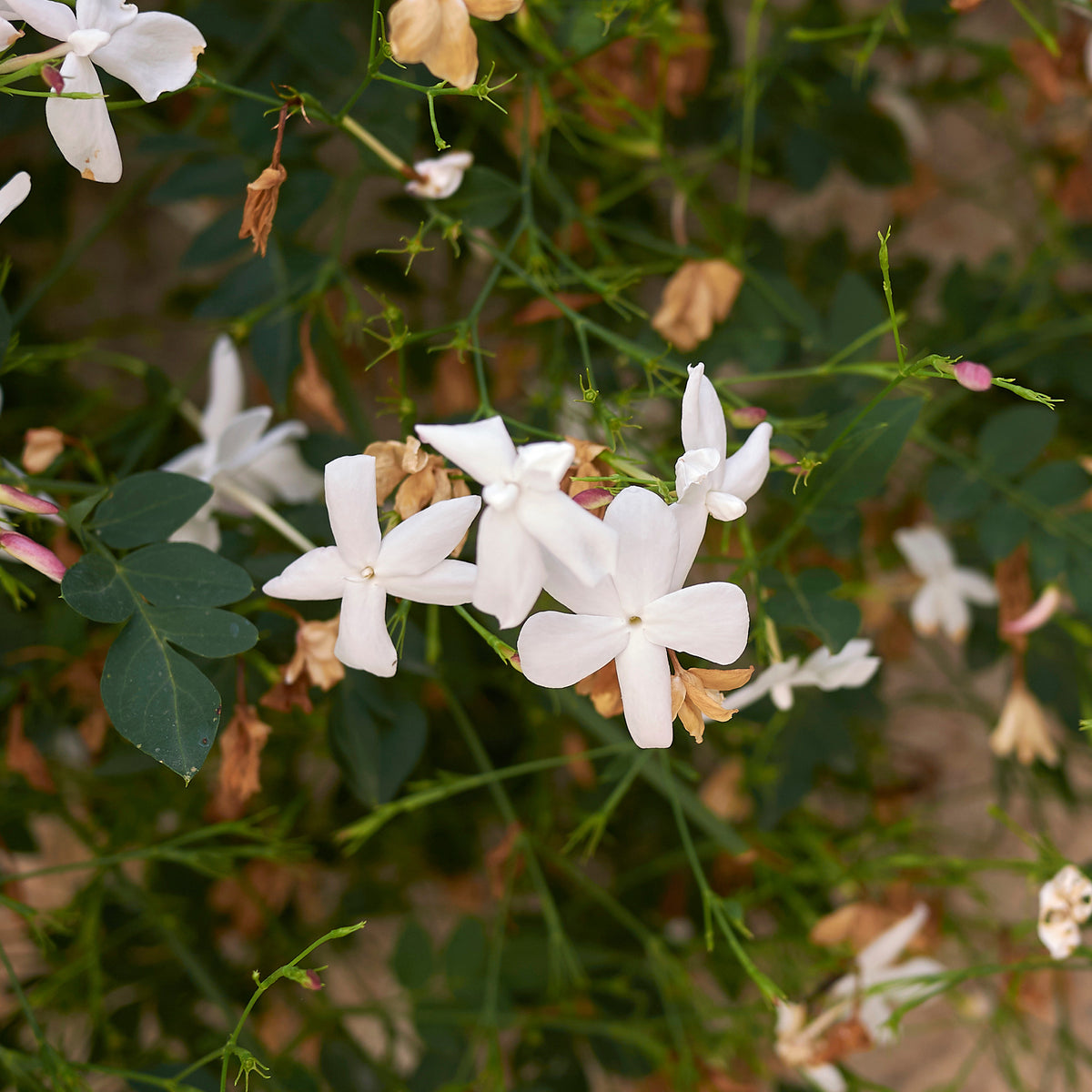 Grasse-Jasmin - Willemse