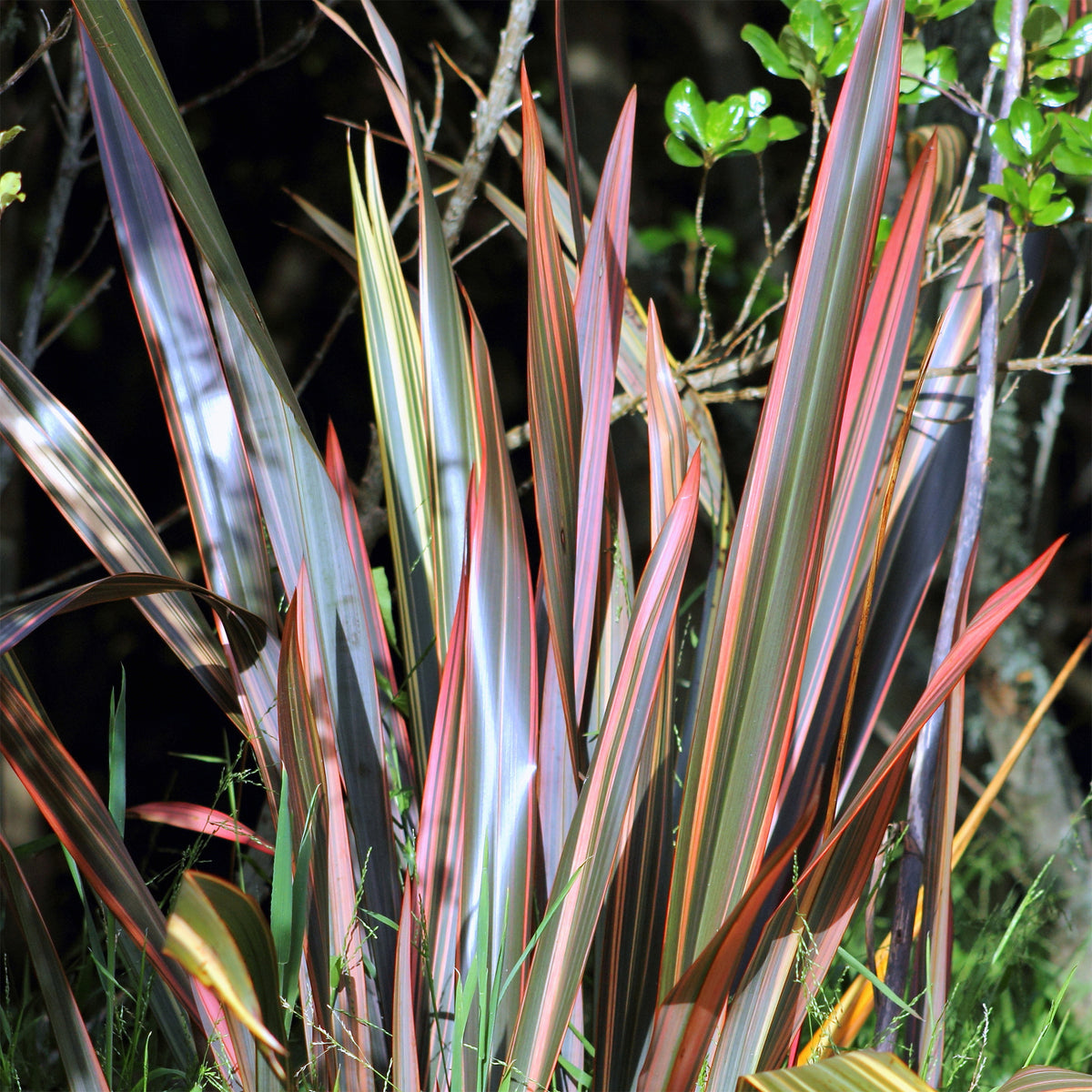 Neuseeländischer Flachs Sundowner - Phormium Sundowner - Willemse