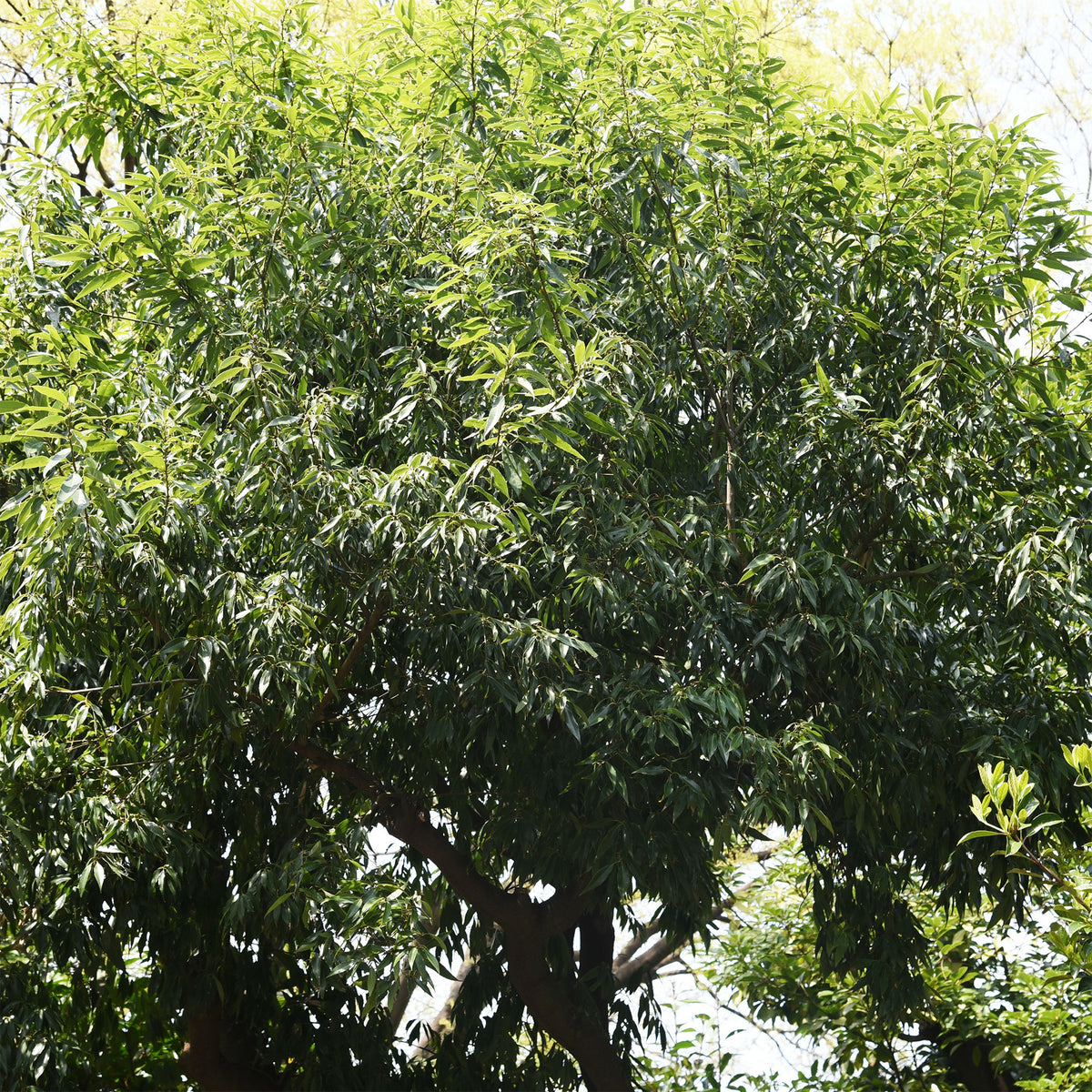 Bambusblättrige Eiche - Quercus myrsinifolia - Willemse