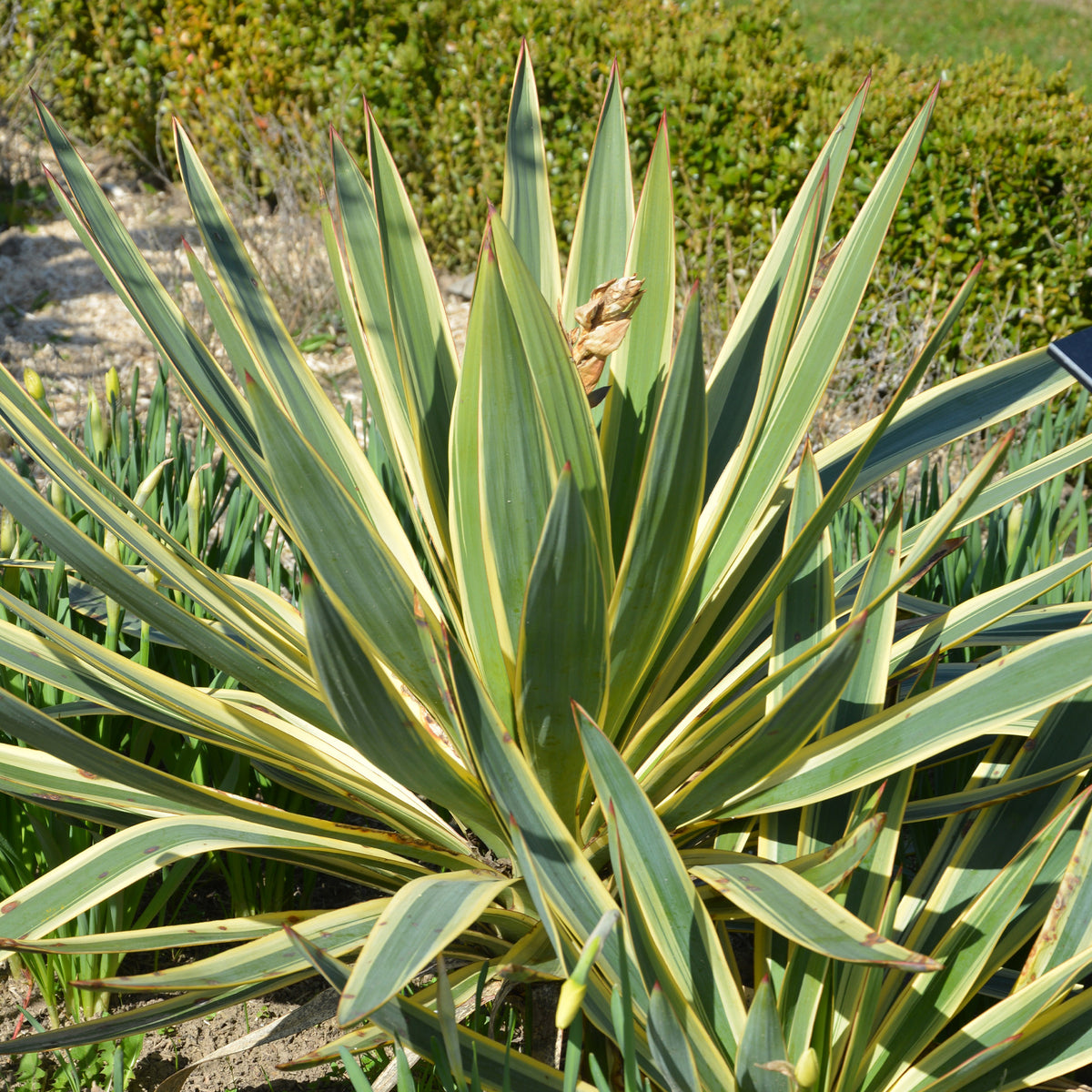 Kerzen-Palmlilie ‘Citrus Twist’® - Willemse