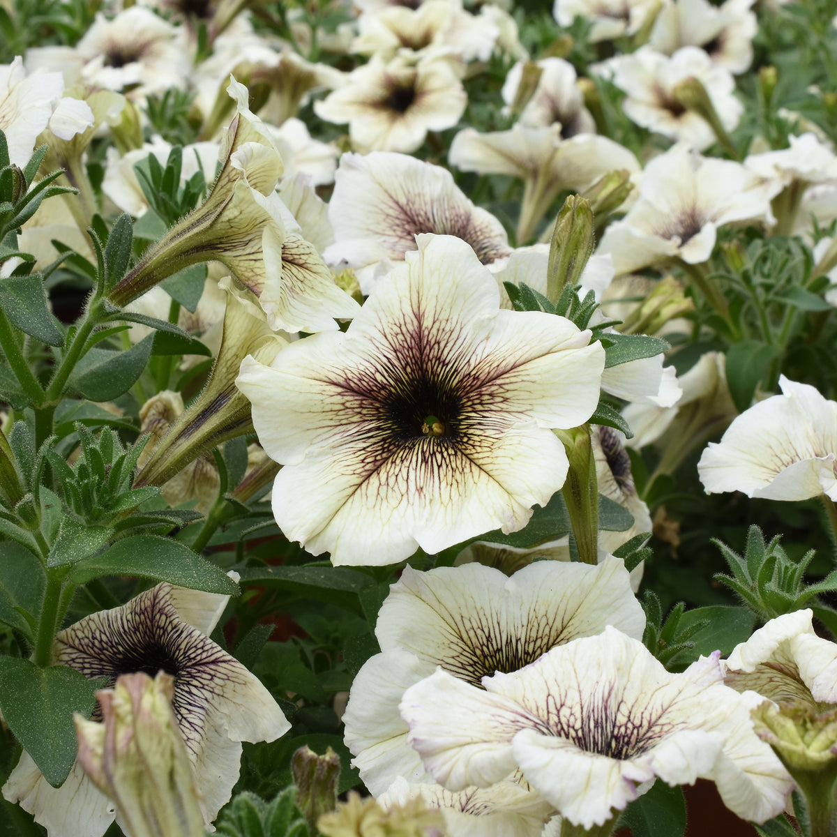 Garten-Petunie - Willemse