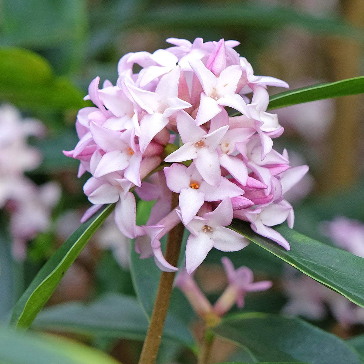 Seidelbast Spring Beauty - Daphne bholua Spring Beauty® - Willemse