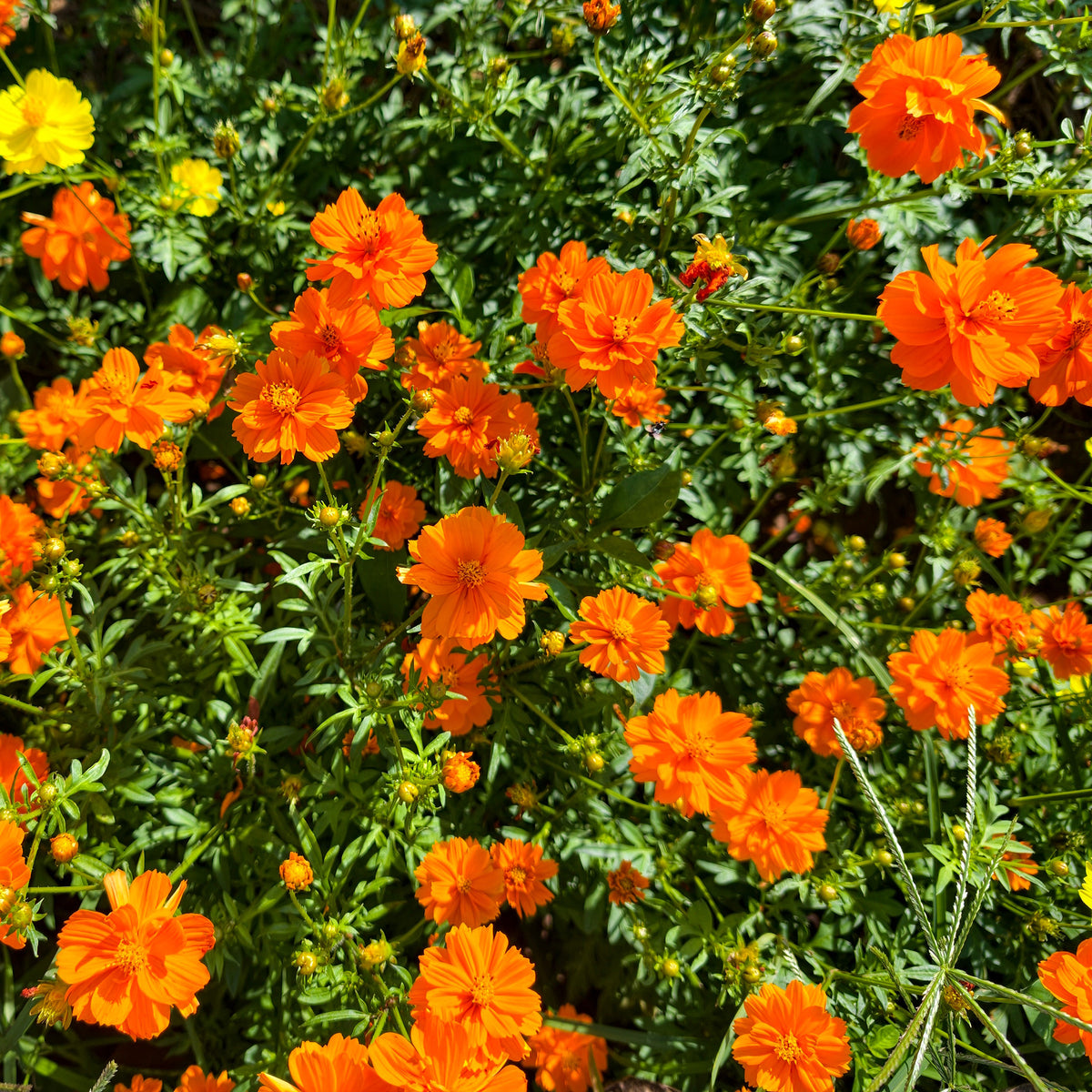 Schwefel-Cosmea Brightlights - Willemse