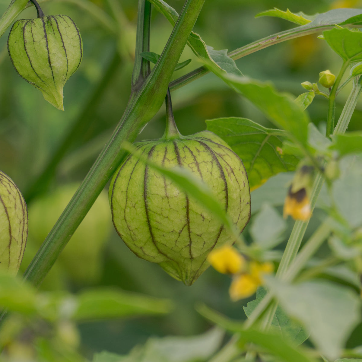 Tomatillo - Willemse