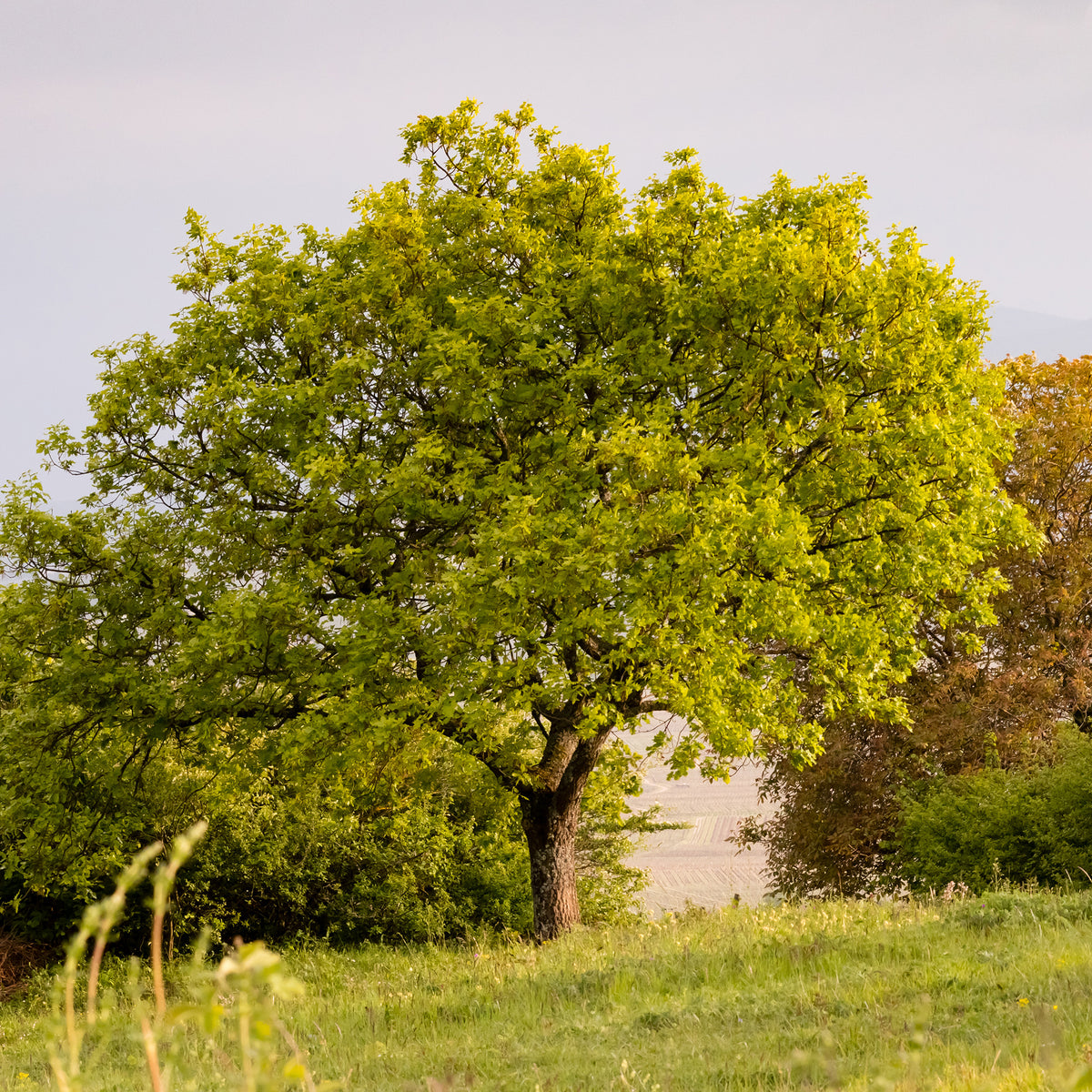 Eiche - Flaumeiche - Quercus pubescens