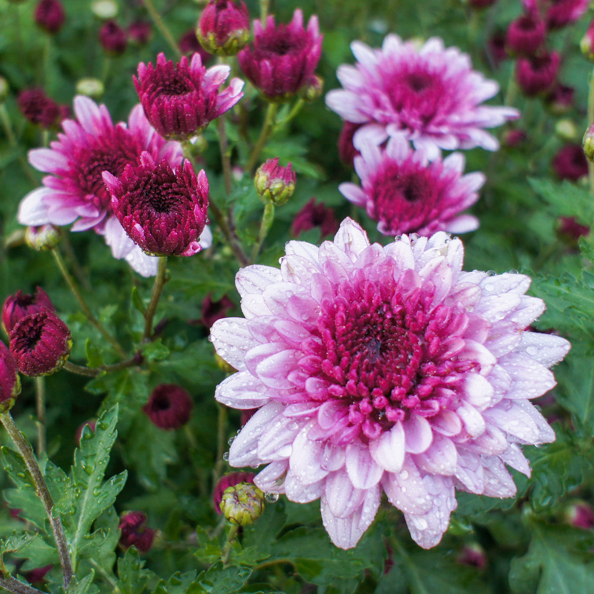 Chrysantheme Rosa - Chrysanthemum indicum - Willemse