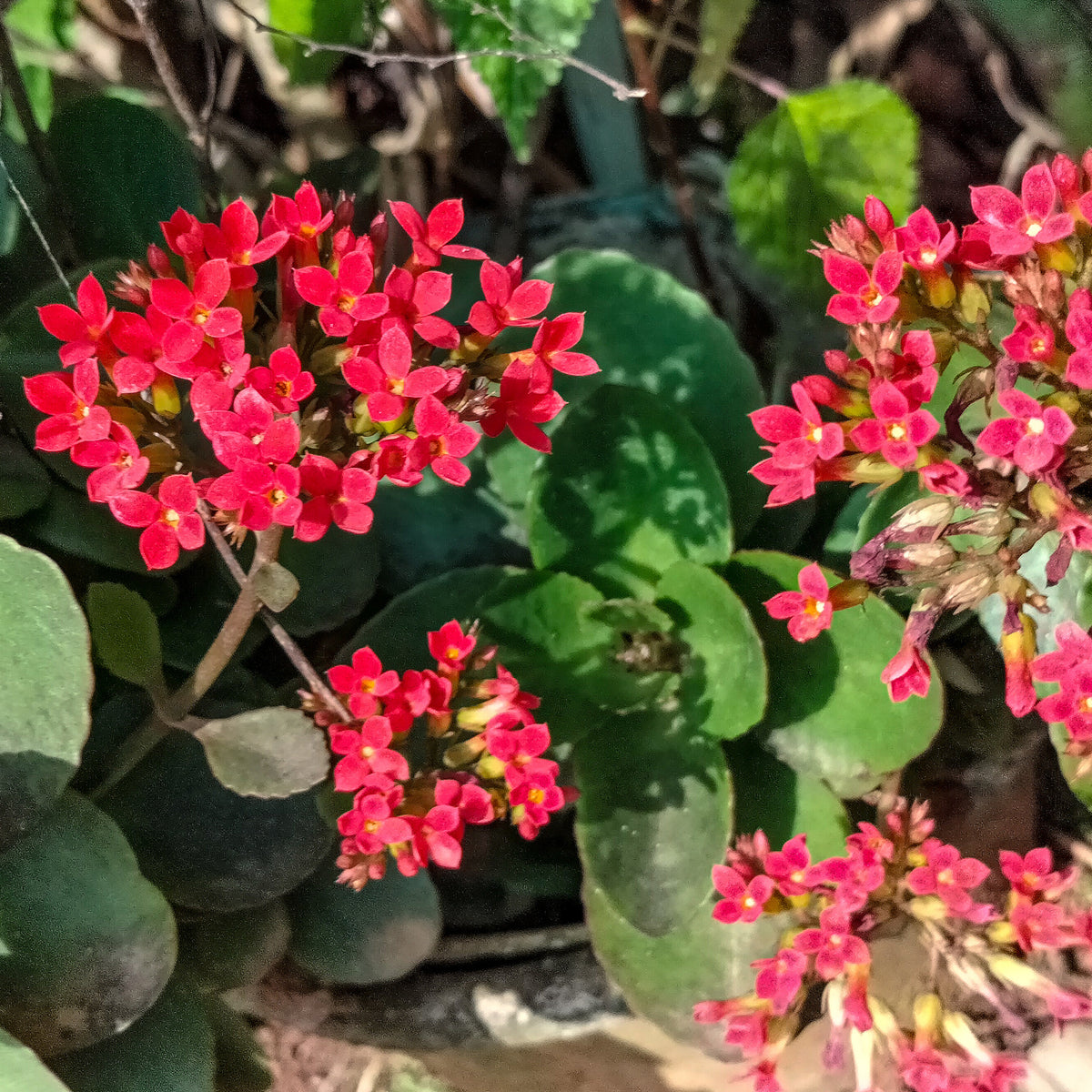 Kalanchoe Rot - Willemse
