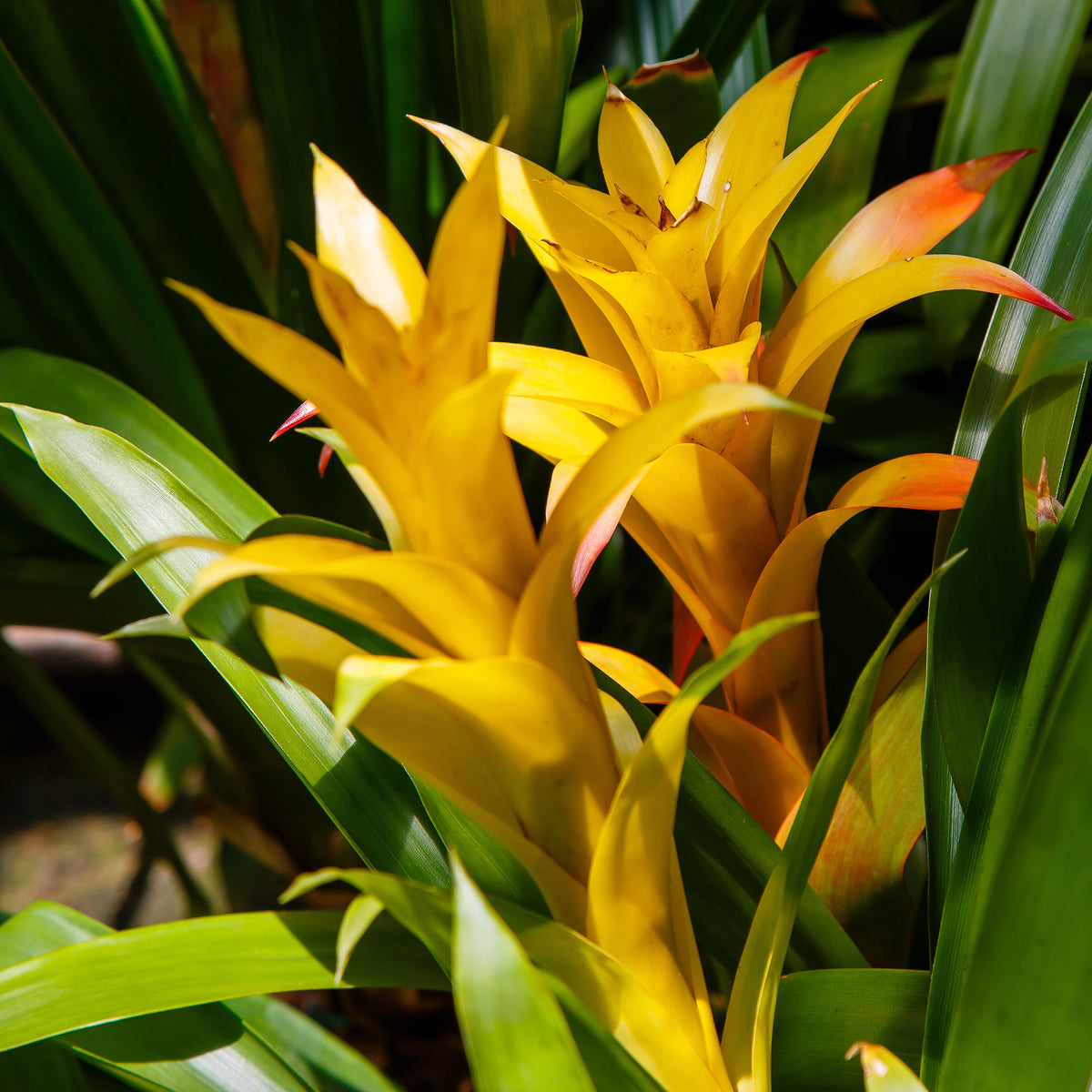 Bromelie Gelb - Bromeliaceae - Willemse