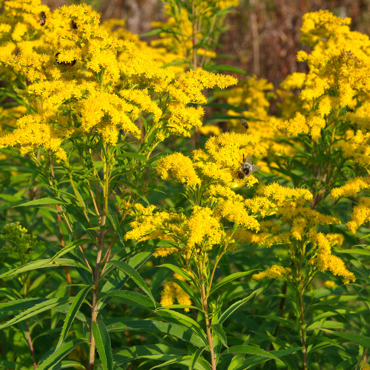 Stauden-Kollektion mit gelber Blüte (x11) - Solidago luteus, alchemilla mollis, hemerocallis stella de oro - Willemse
