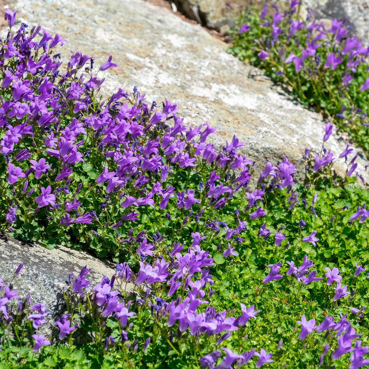 Mauer-Glockenblume - Campanula portenschlagiana - Willemse