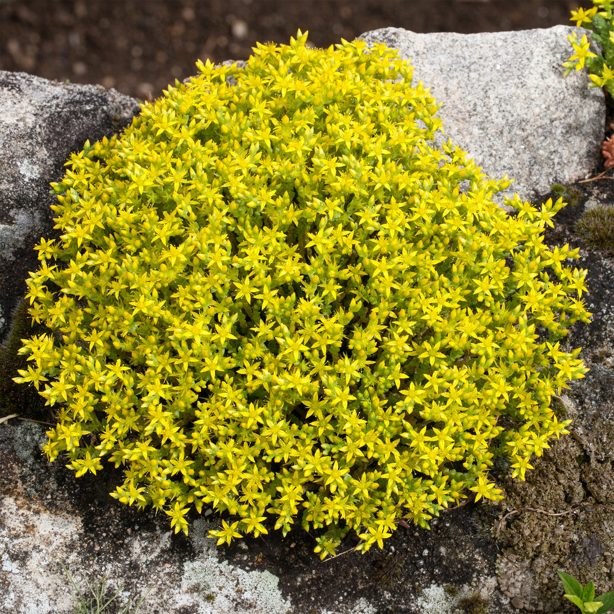 Stauden - Scharfer Mauerpfeffer (x2) - Sedum acre