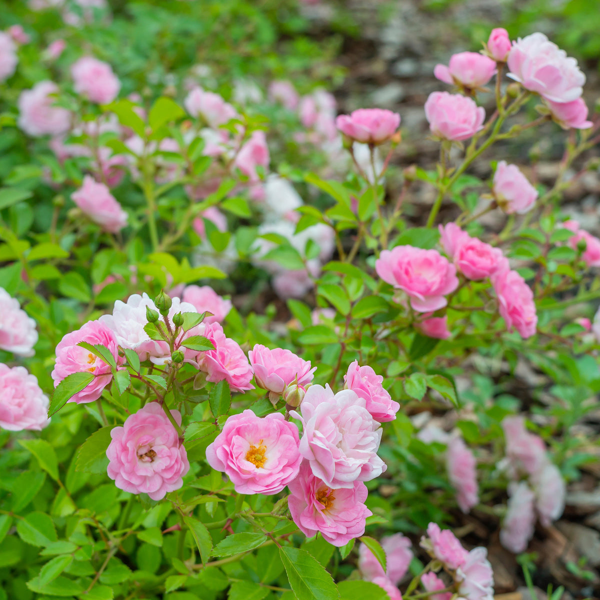 Rose Rosa 'The Fairy'®