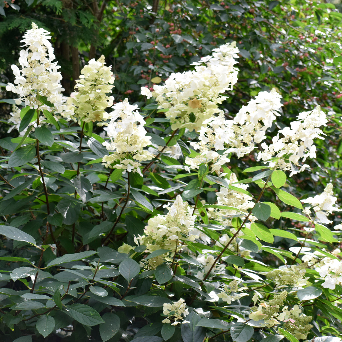 Jardins - Hortensie weiss als Geschenk - Hydrangea paniculata Grandiflora