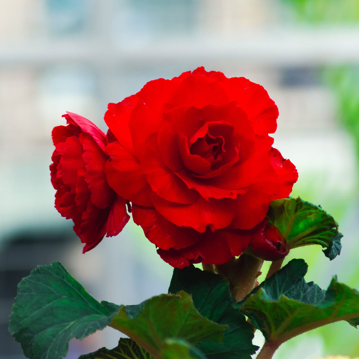 Knollenbegonie rot - Bégonia red - Willemse