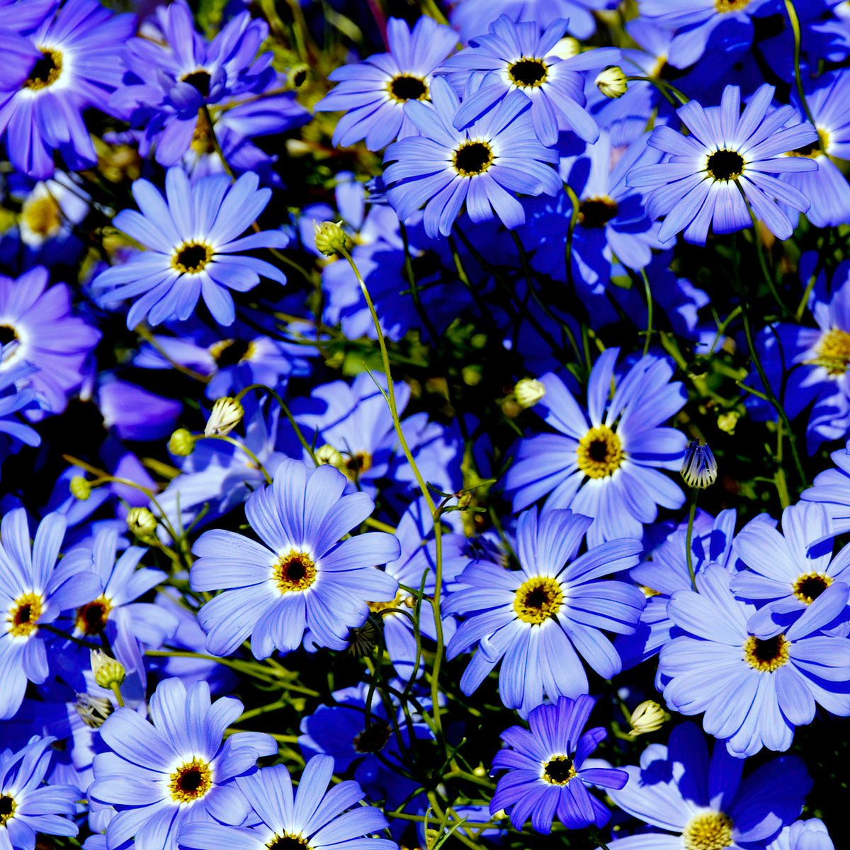 Brachyscome blau - Brachyscome - Willemse