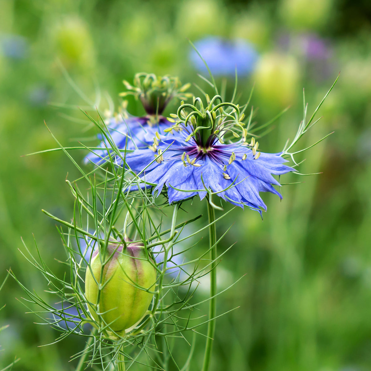 Spanischer Schwarzkümmel 'Midnight' - Nigella papillosa (hispanica) - Willemse