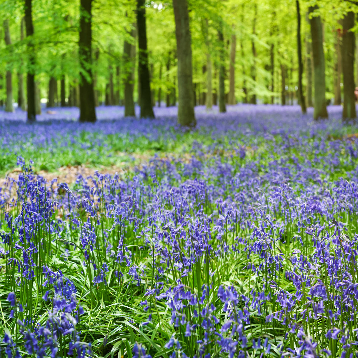 Scilla campanulata blue - Blaues Spanisches Hasenglöckchen - Hyazinthen-Zwiebeln