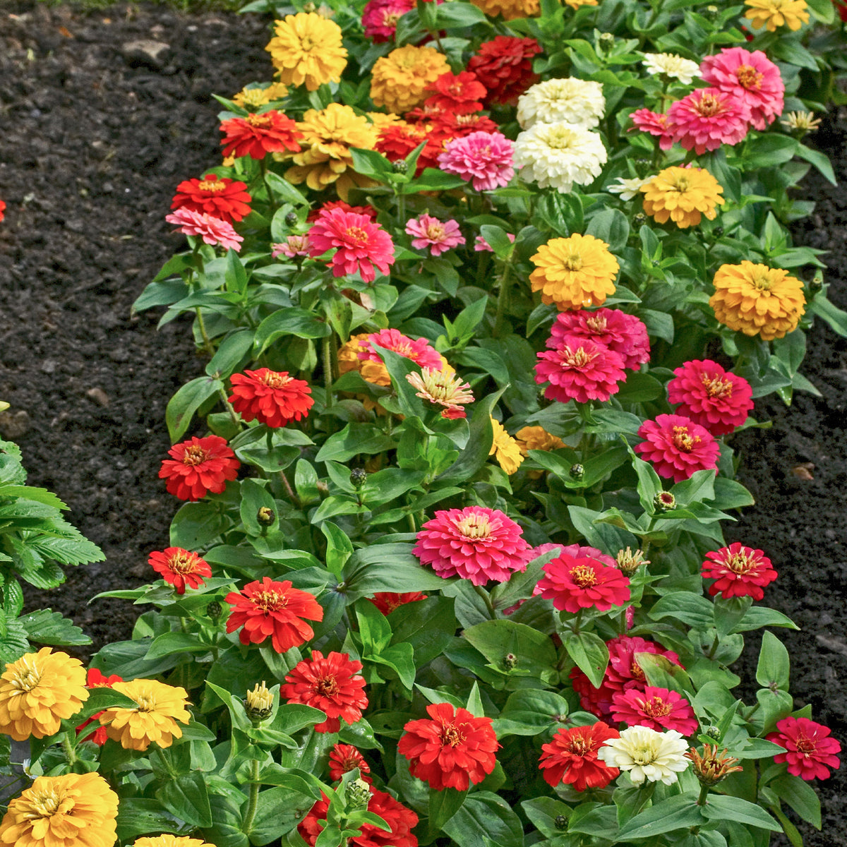 Zinnia elegans - Dahlienblütige Zinnie Gemischt - Samen für einjährige Blumen