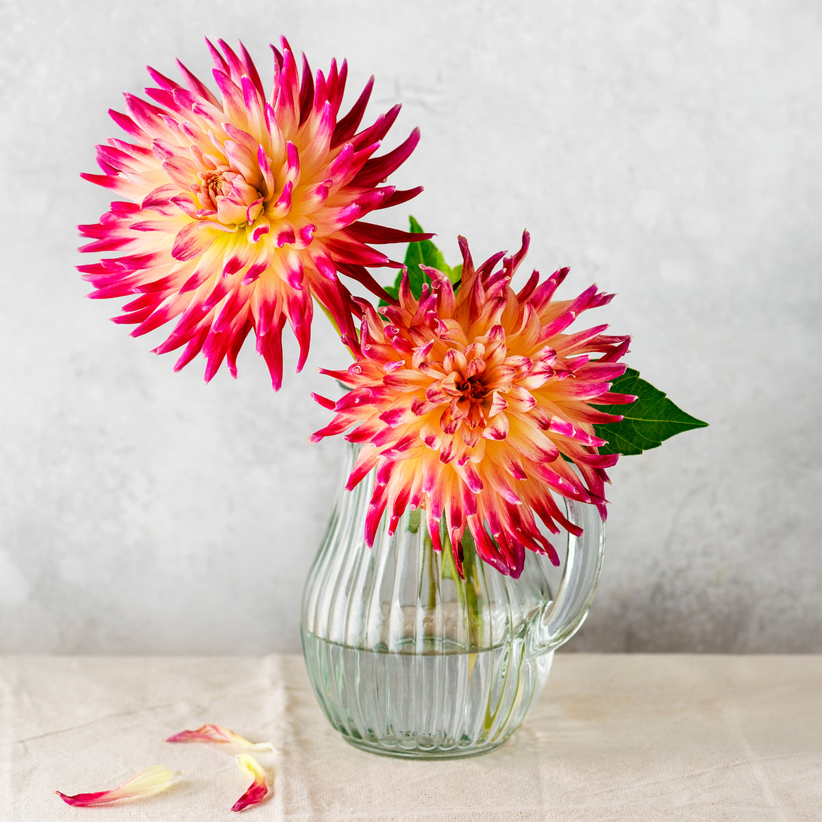 Kaktus Dahlie 'Tahiti Sunrise' (x3) - Dahlia 'tahiti sunrise' - Willemse