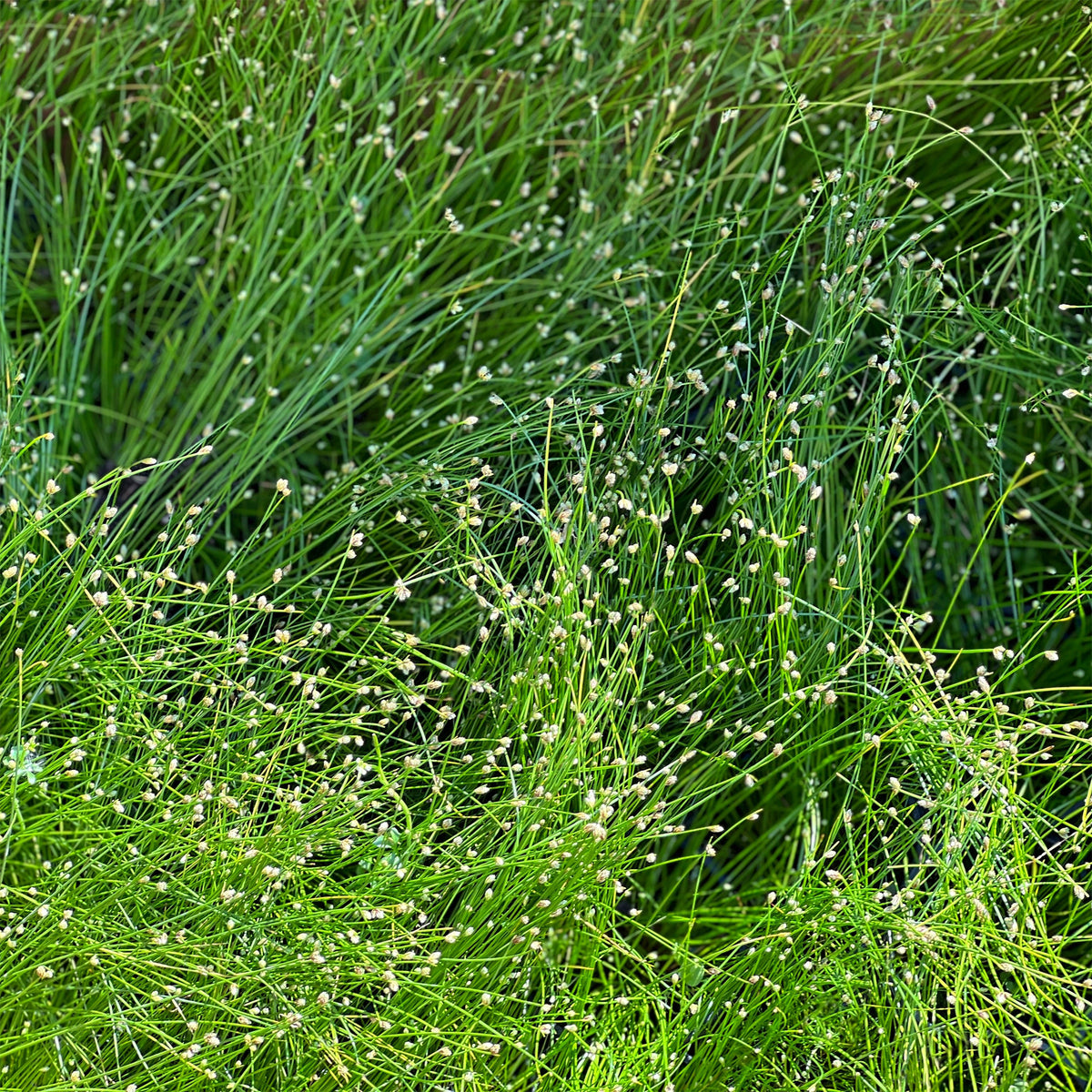 Lichtgras - Isolepis cernua - Willemse