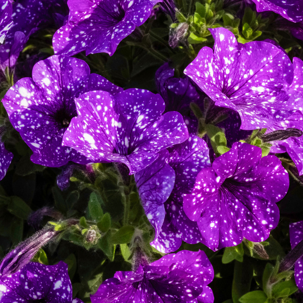 Petunien 'Night Sky' (x3) - Petunia Nightsky - Willemse