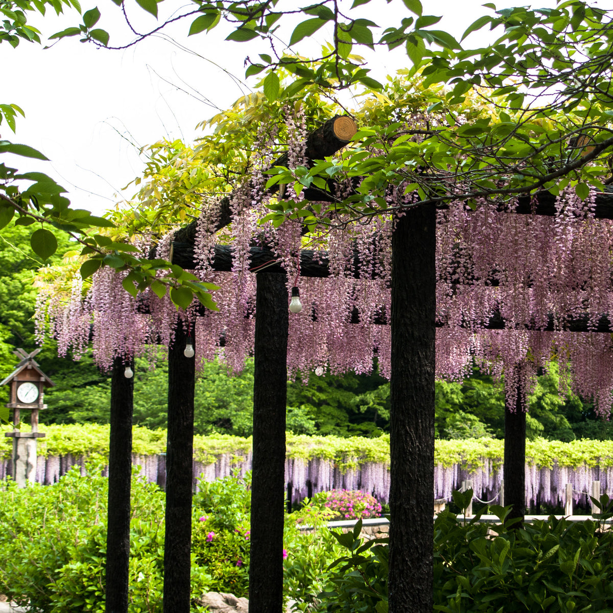 Japanischer Blauregen 'Rosea' - Willemse