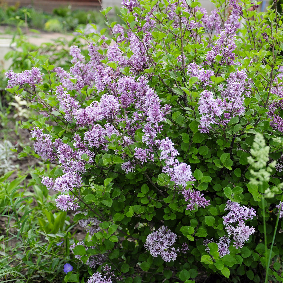 Flieder - Herbstflieder 'Dark Purple' - Syringa pubescens microphylla Bloomerang Dark Purple