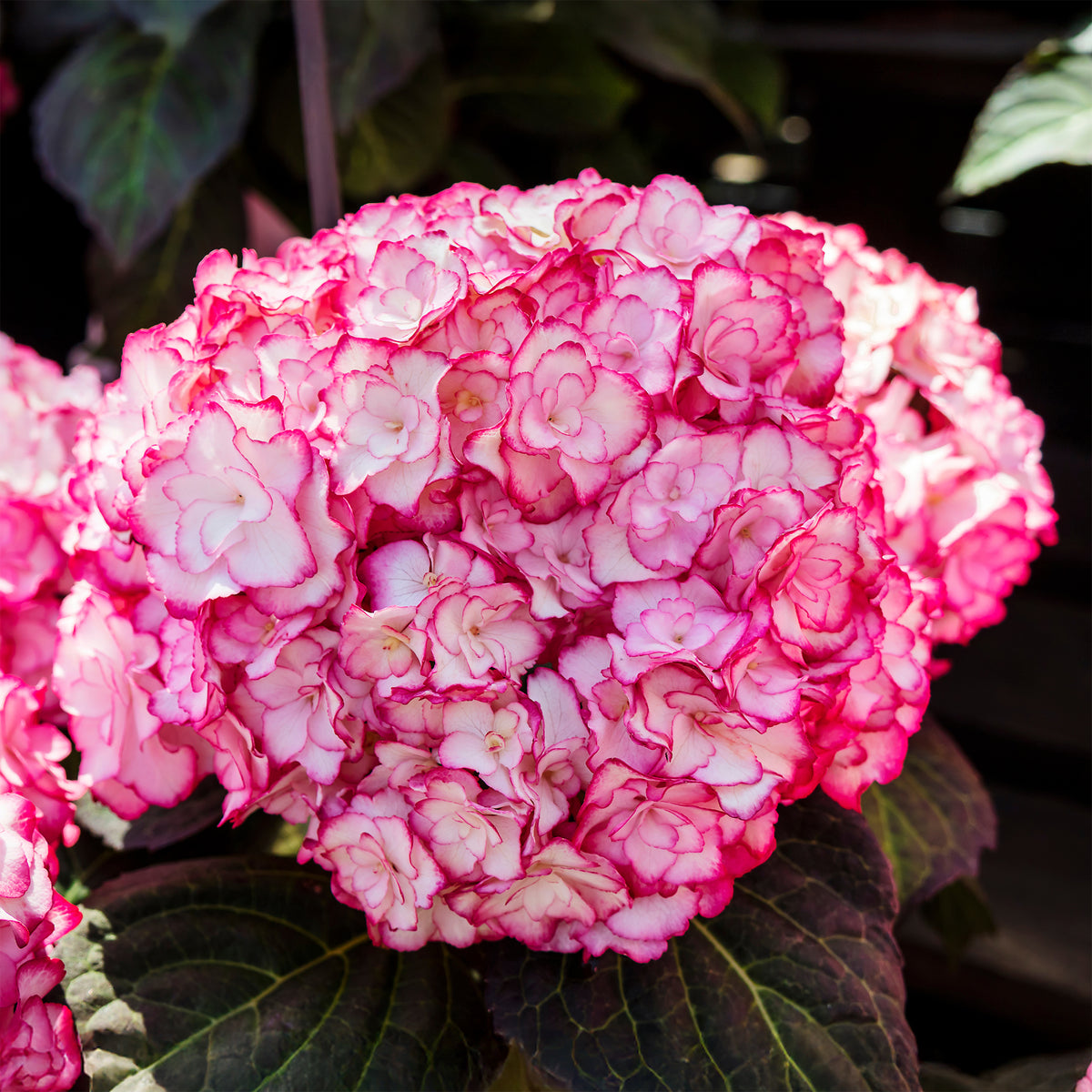 Hydrangea macrophylla miss saori (h2002) - Bauernhortensie 'Miss Saori'® - Großblättrige Hortensie