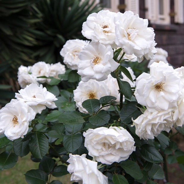 Floribundarose ‘Princesse de Galles®’ - Willemse