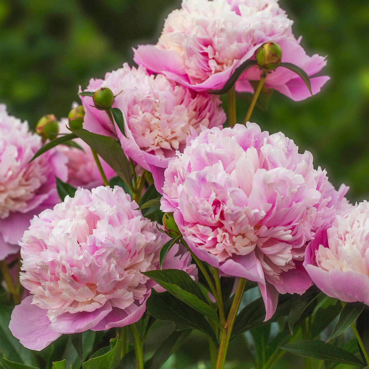 Pfingstrose Paeonia 'Sorbet' - Willemse