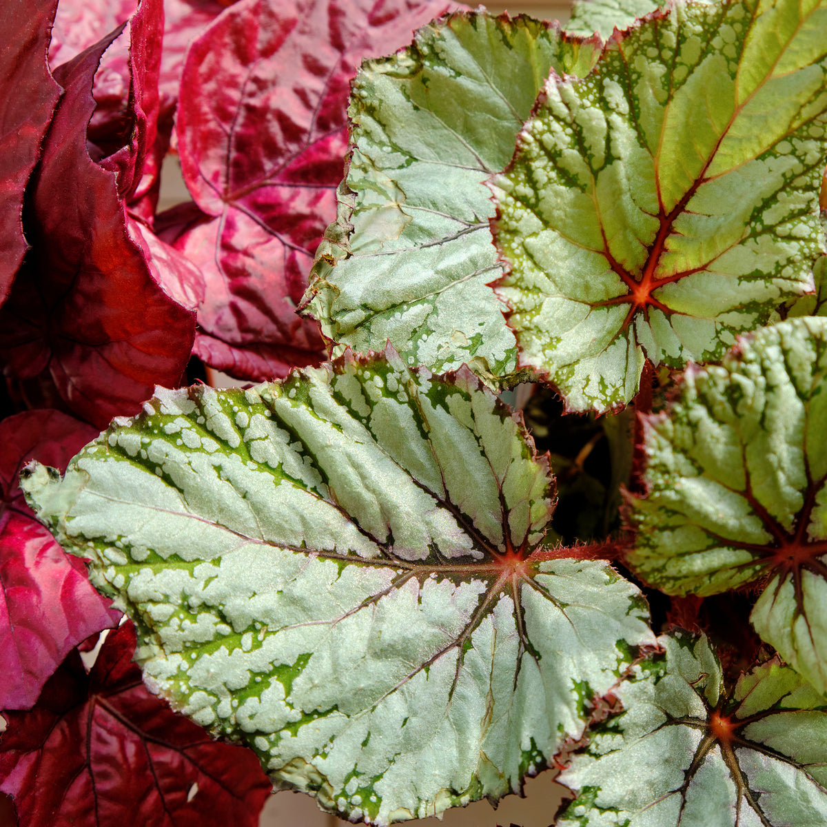 Begonia beleaf asian tundra - Blattbegonie 'Asian Tundra' - Grüne Zimmerpflanzen