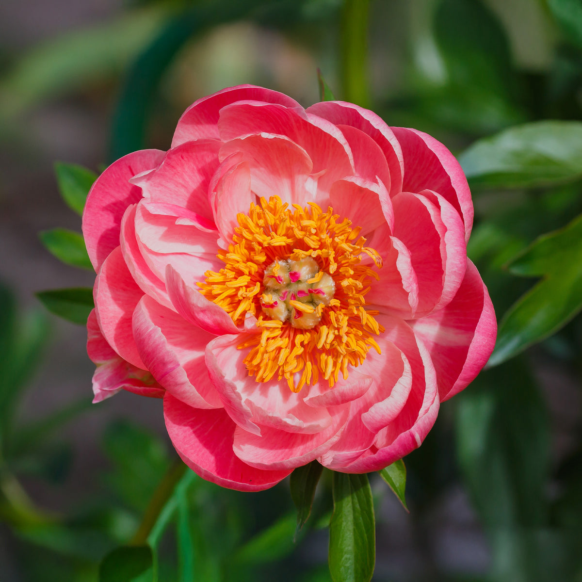Pfingstrose Paeonia 'Coral Sunset' - Willemse