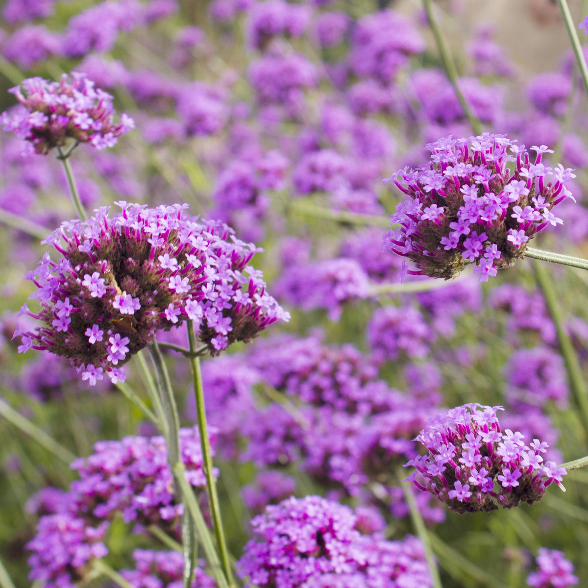 5 Stauden für ein blühendes Beet - Calamagrostis acutiflora,Molinia caerulea,Verbena bonariensis,Echinacea purpurea, Salvia nemorosa - Willemse