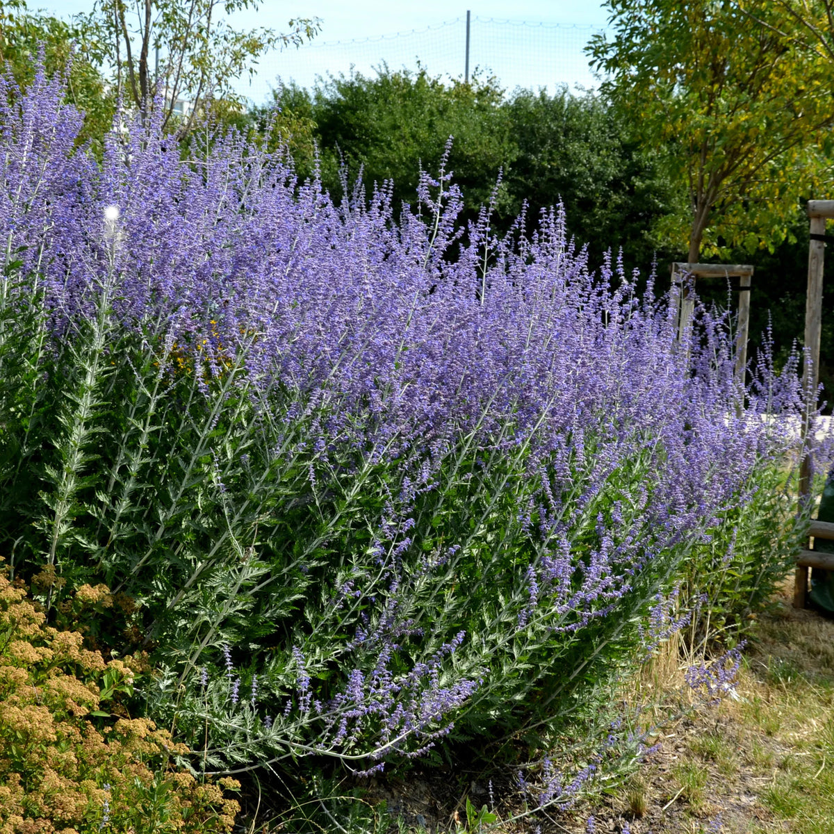 5 Stauden für ein sonniges Beet - Deschampsia cespitosa, Gaura lindheimeri, Nepeta faassenii, Perovskia atriplicifolia, Echinacea pallida - Willemse