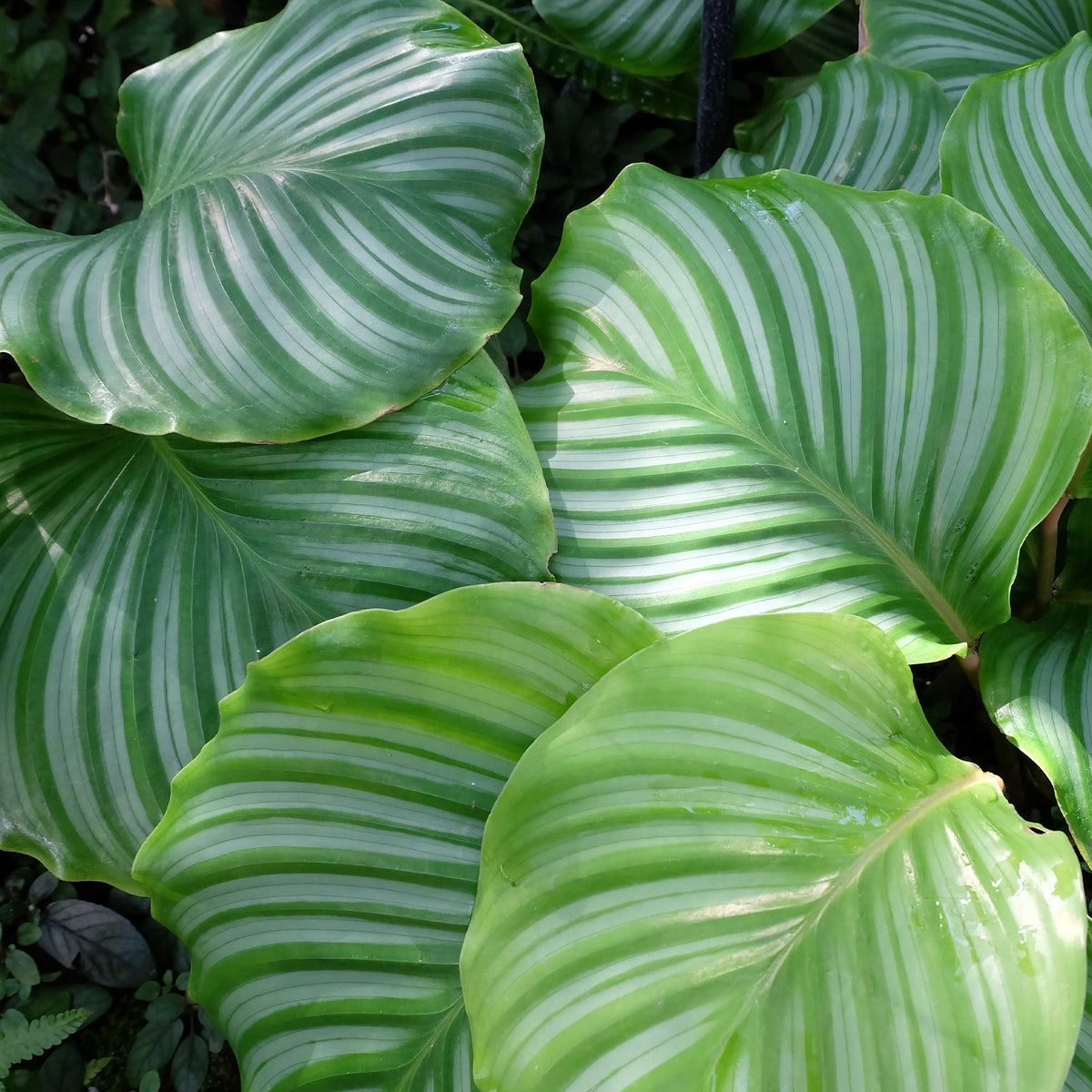 Calathea orbifolia - Calathea orbifolia - Calathea
