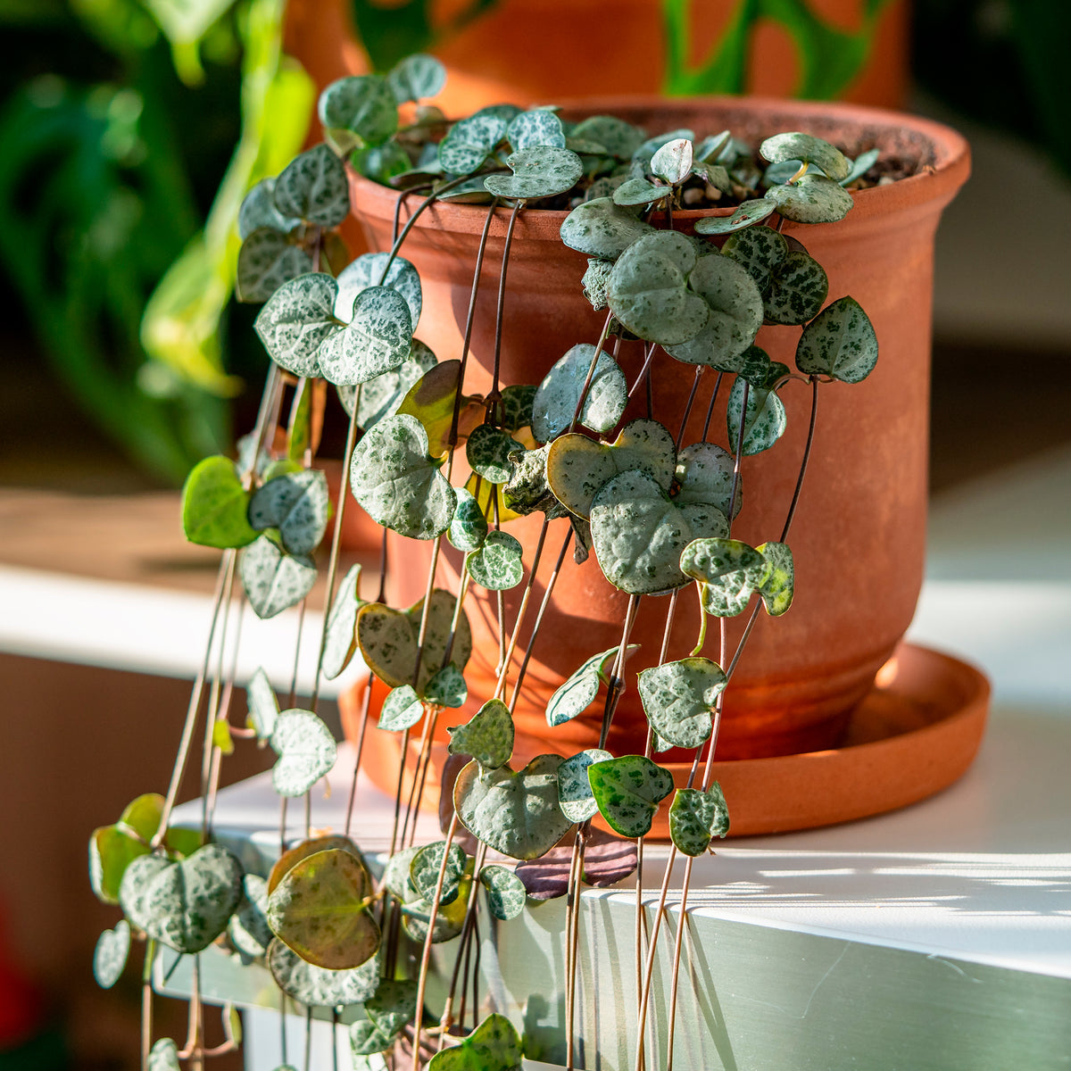 Leuchterblume - Ceropegia woodii - Willemse